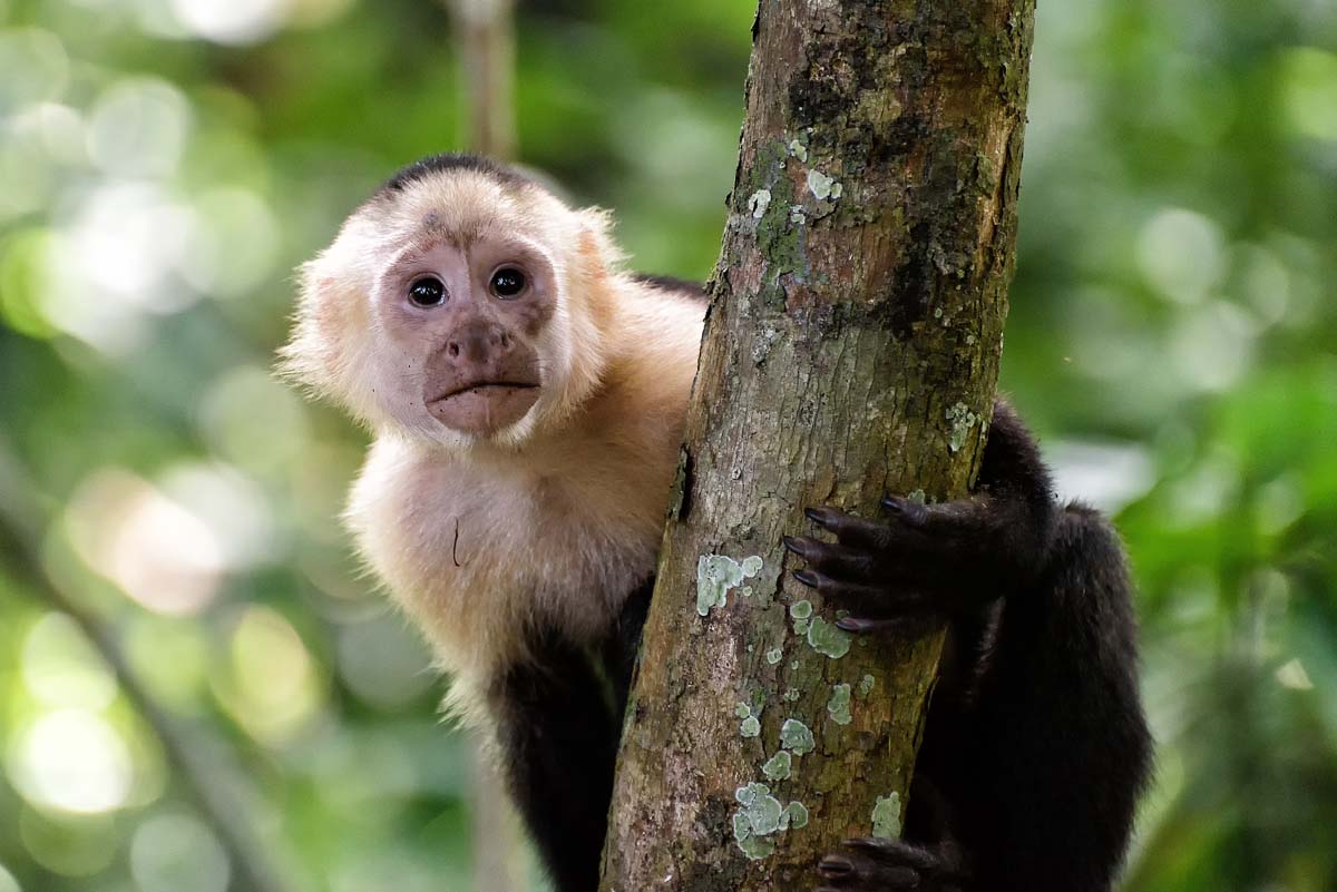 White Face Monkey