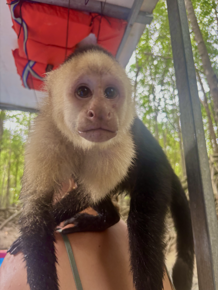 monkey mangrove tour 2 